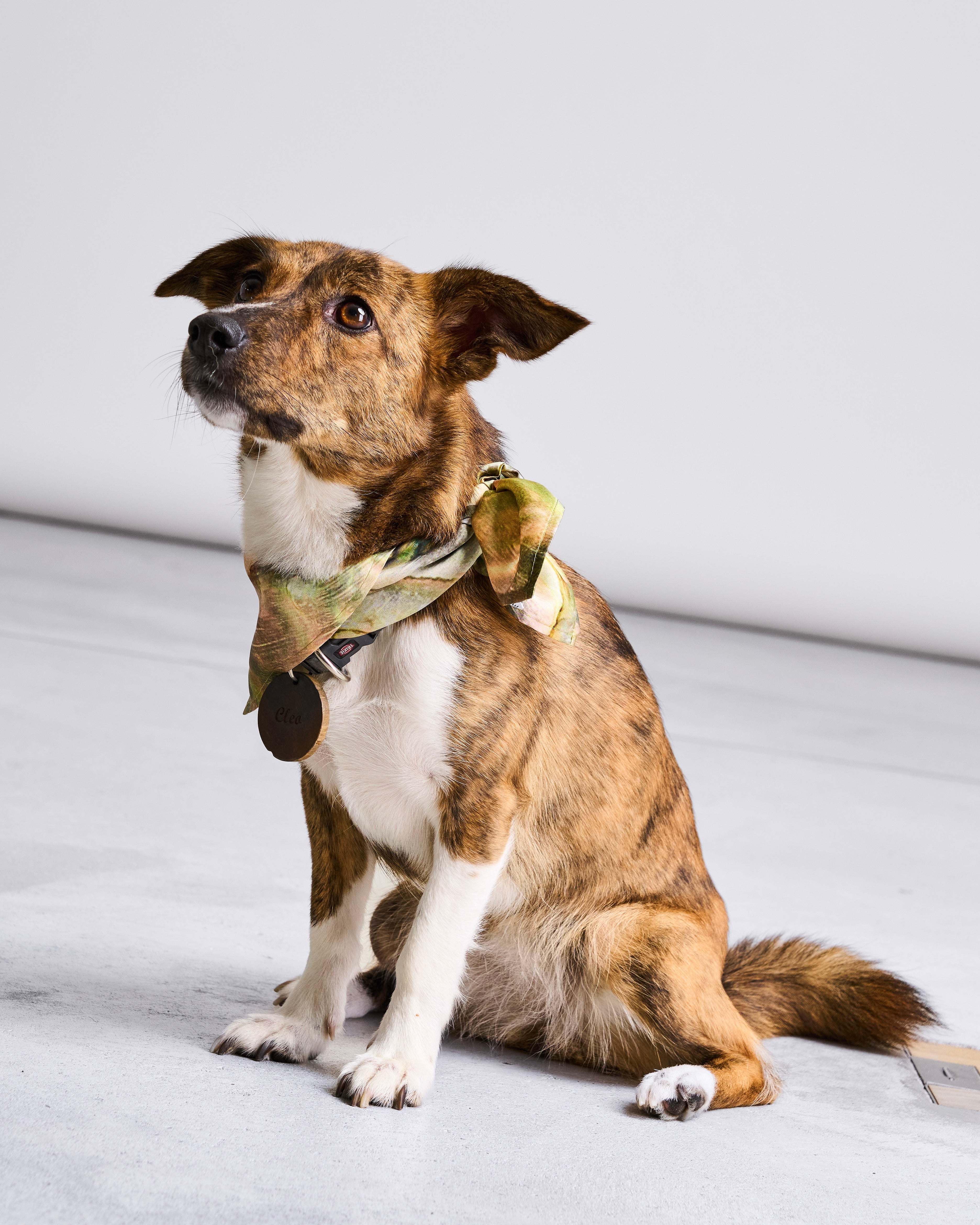Small brown‑and‑white dog with a brindle pattern sitting on a light floor, wearing a patterned bandana and looking slightly upward.