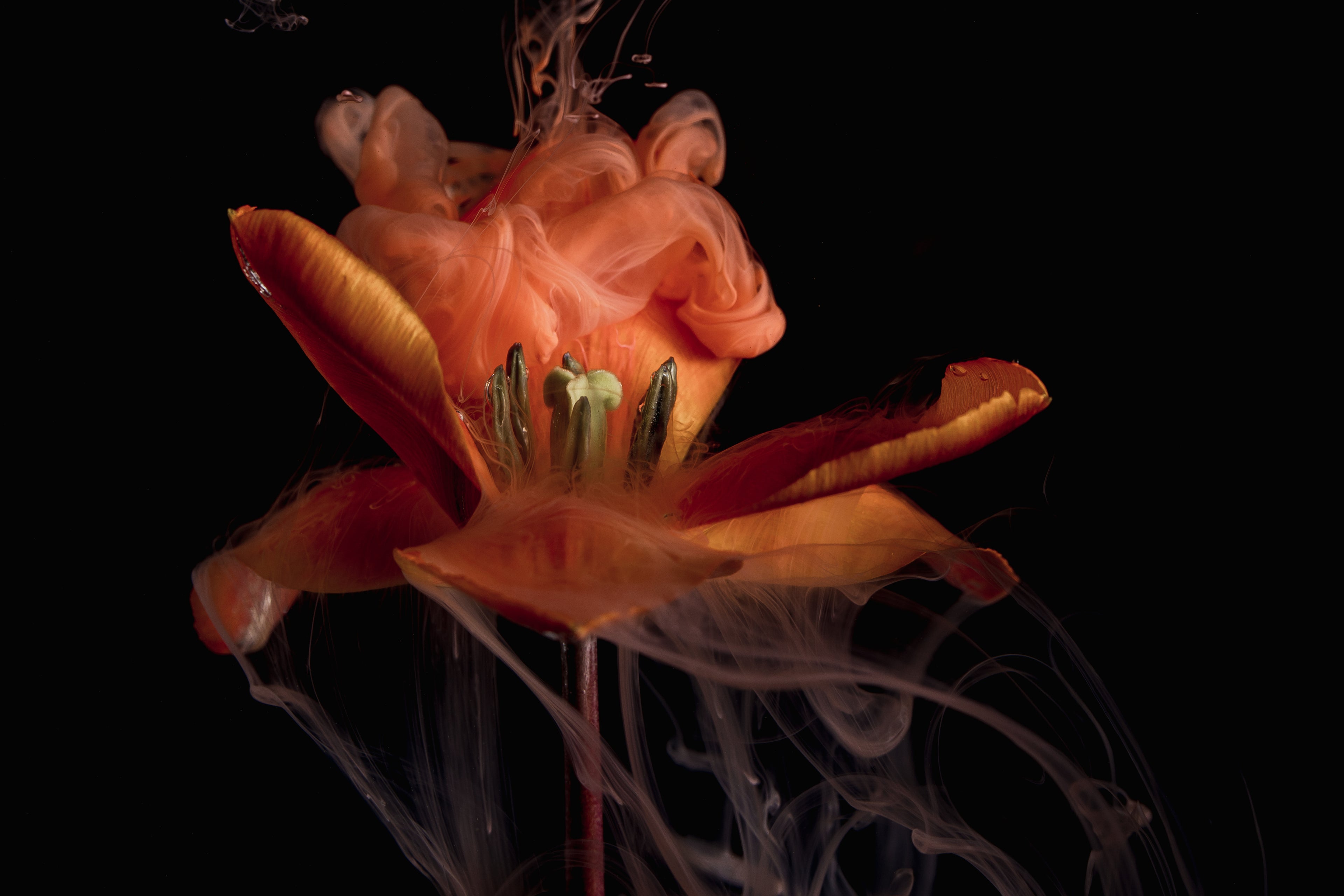 Orange flower surrounded by swirling orange and light orange smoke against a black background.