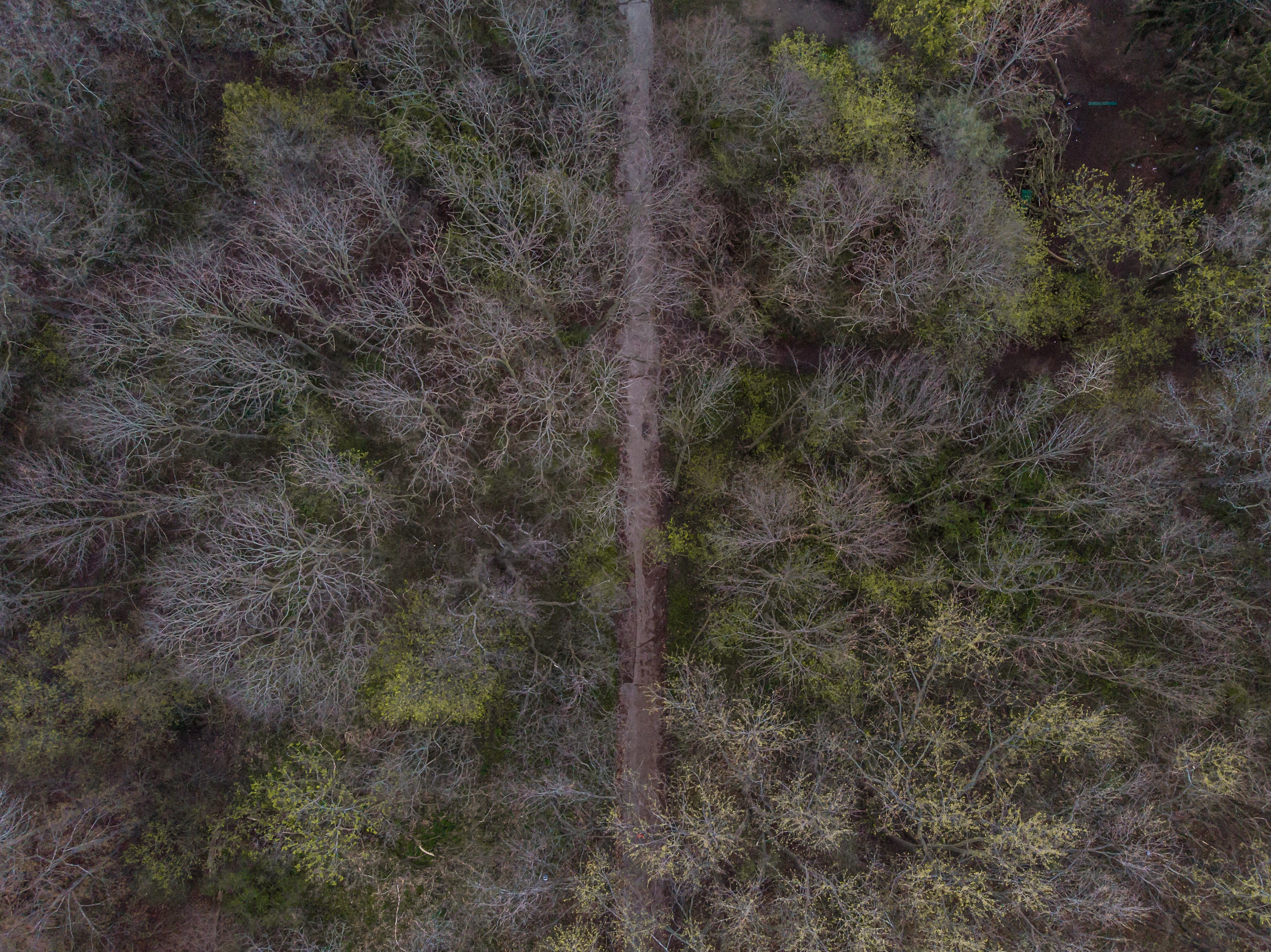 Aerial view of a narrow dirt path cutting through a dense forest with mostly bare trees.